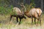 Older and younger bull elk sparring together, Canadian Rockies Art Print